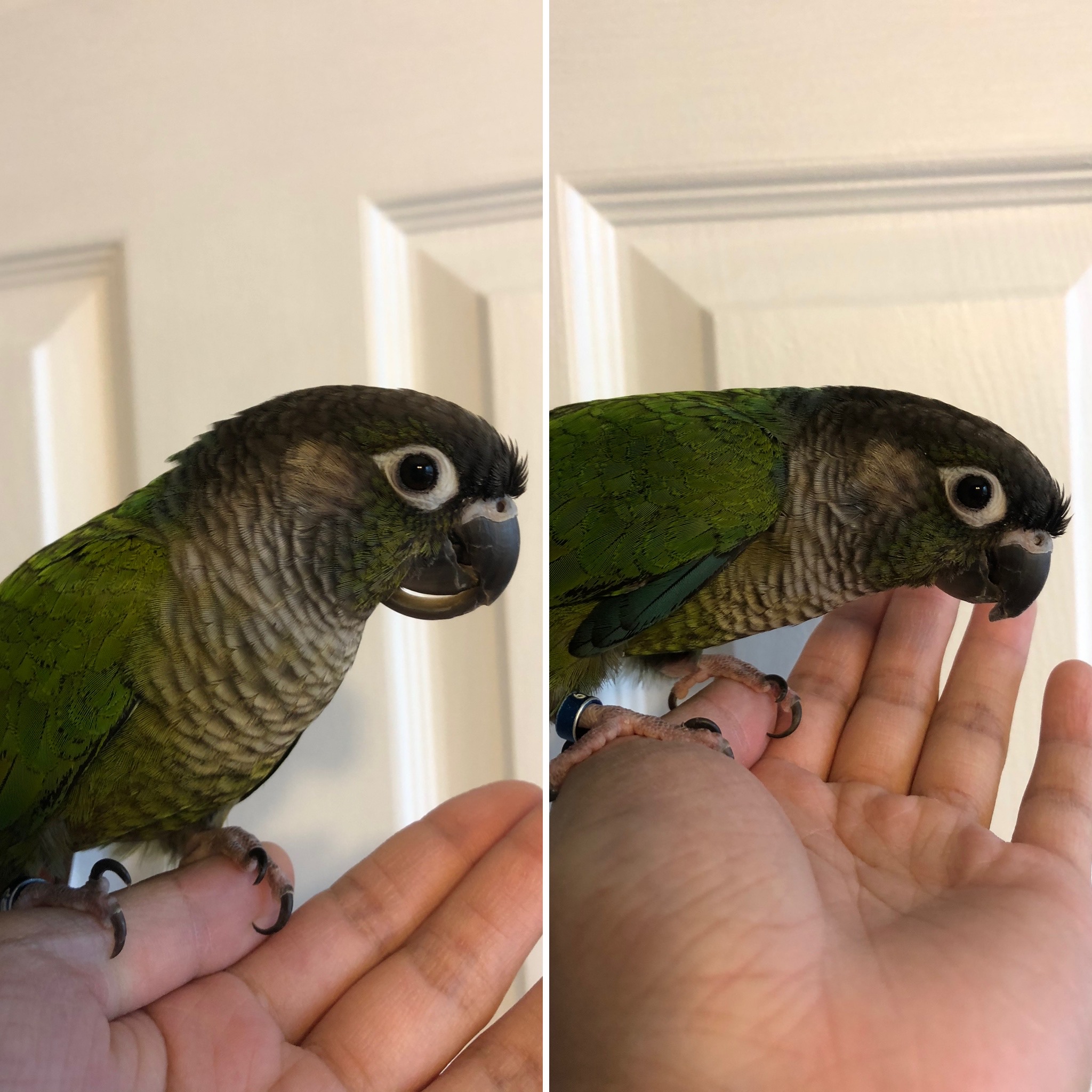 Grooming Overview Life With Parrots